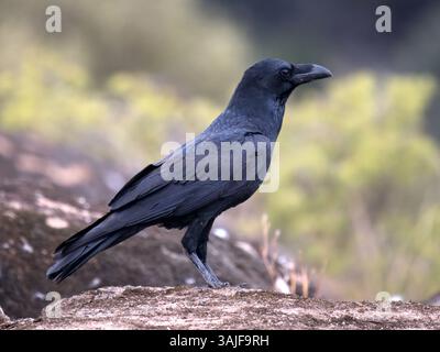 Common Raven (Corvus corax) perched on rocks in mountain, Calera near Talavera de la Reina, Spain Stock Photo