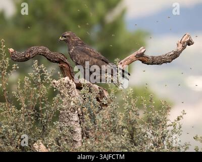 Common Buzzard (Buteo buteo) perched on branch, Calera near Talavera de la Reina, Spain Stock Photo