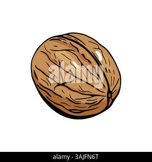 Realistic walnut vector illustration with hand drawn engraving effect Stock Vector