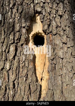 Close-up of a tree hollow. Nest of a small bird, woodpecker Stock Photo