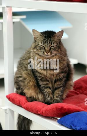Fluffy tabby cat sitting with eyes closed on a red cushion, looking calm and relaxed in a cozy indoor setting. Stock Photo