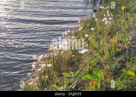 Flower heads of silvery dandelions (Taraxacum officinale) along the waterfront Stock Photo