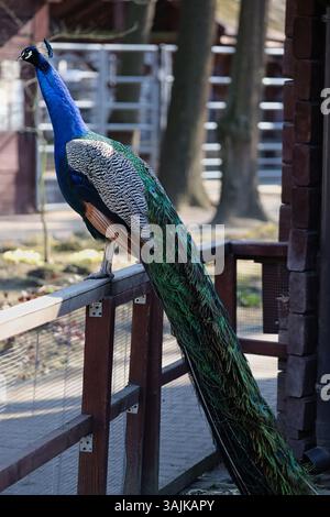 Vertical portrait of a full-length peacock perched on a fence with its plume down. Stock Photo