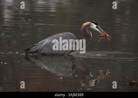 great blue heron (Ardea herodias), catching northern snakehead (Channa argus) Maryland, February, heron later released the fish without eating it Stock Photo