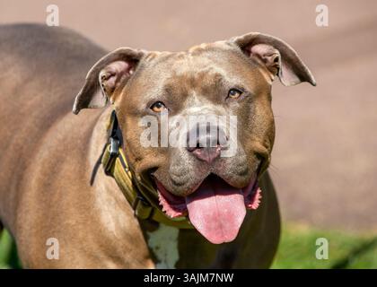 American XL Bully dog without a muzzle Stock Photo