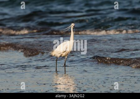 Little egret Egretta garzetta on the Mediterranean shore with the wind moving its breeding feathers, Alicante, Spain Stock Photo