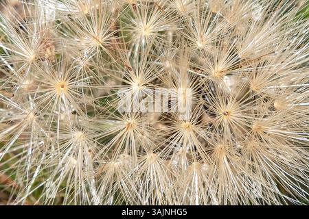 Texture of dandelion seed in close-up Stock Photo