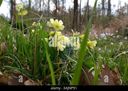 Spring awakening in the forest - this atmospheric close-up shows blooming primroses in their natural environment. Stock Photo