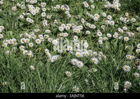 First Daisies flowers in a meadow Stock Photo
