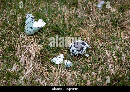 Common Guillemot (Uria aalge) pointed pyriform shape egg lying cracked on grass on Latrabjarg cliffs, Westfjords, Iceland. Stock Photo