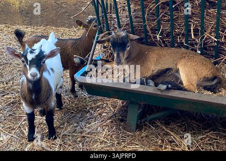 goats in the farm, animals in the farm Stock Photo