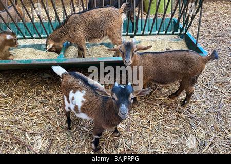 goats in the farm, animals in the farm Stock Photo
