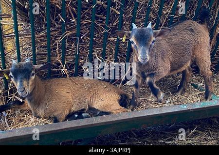 goats in the farm, animals in the farm Stock Photo