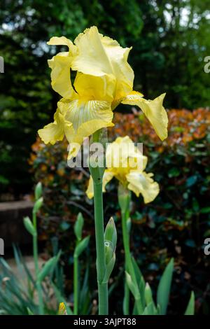 Closeup of a purple bearded iris flower in bright shade. Stock Photo
