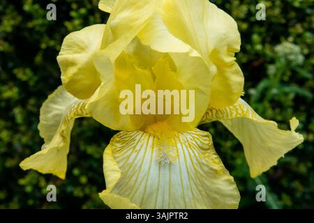 Closeup of a purple bearded iris flower in bright shade. Stock Photo