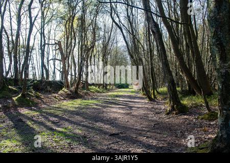 A path through a forest with trees on either side. The path is mostly covered in leaves and the sun is shining through the trees Stock Photo