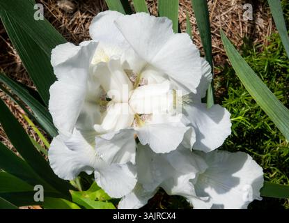 Closeup of a white bearded iris flower in bright sunshine. Stock Photo