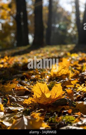 orange foliage of maples illuminated by sunlight in the autumn park, foliage recently fallen from maples during the autumn leaf fall Stock Photo