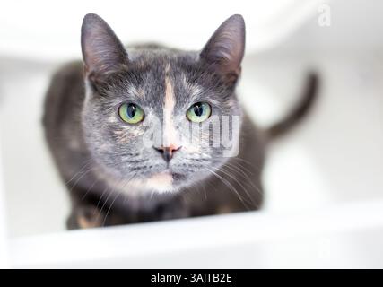 A Dilute Tortoiseshell shorthair cat with green eyes crouching and looking at the camera Stock Photo