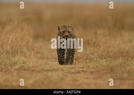 The leopard known as Falau walking across the savannah, Masai Mara, Kenya Stock Photo