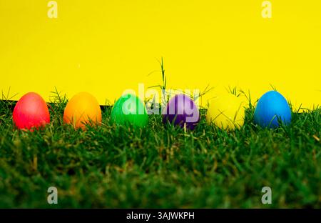 Colorful Eggs hidden In Green Grass Against Yellow Background. Easter-themed setup with eggs on Green Grass Stock Photo