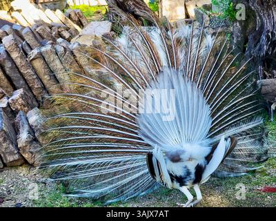 Peacock in full bloom from behind, Lisbon Portugal Stock Photo
