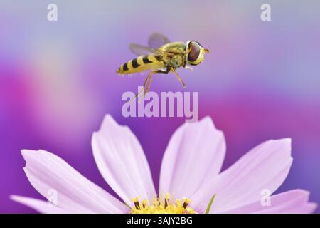 Syrphus ribesii (Syrphus ribesii) in flight on the flower of an ornamental basket (Cosmos bipinnatus) Stock Photo