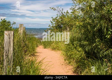 Sandy Path Through Dunes Leading to Ocean Beach With Lush Greenery on a Summer Day Stock Photo