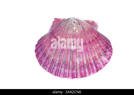 Scallops isolated on a white background, very fresh Stock Photo