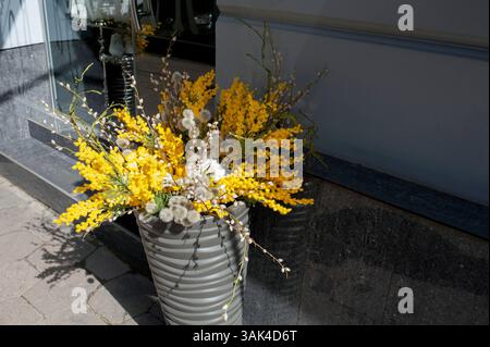 a large vase with yellow flowers, yellow flowers in a large pot, mimosa on the street, spring time in the city Stock Photo