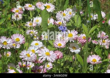 Daisies in a garden. The botanical name Bellis perennis, known as English Daisy or Lawn Daisy. Spring Background with daisies. Stock Photo