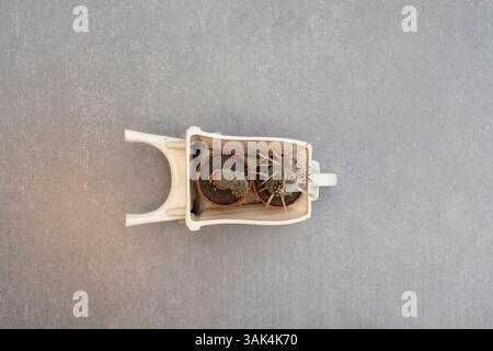 Small cactus plants in ceramic wheelbarrow. Top view. Stock Photo