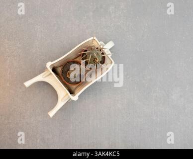 Tephrocactus paper spine and spine less cactus in ceramic decorative wheel borrow with copy space Stock Photo
