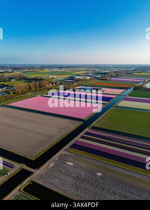 Aerial view of vibrant tulip fields in full bloom, arranged in colorful rows divided by narrow canals, stretching across the Dutch countryside under a Stock Photo