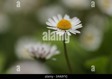 Spring daisies in the grass close up Stock Photo