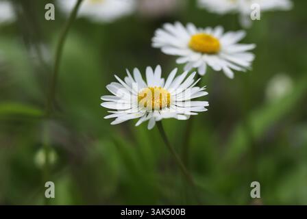 Spring daisies in the grass close up Stock Photo