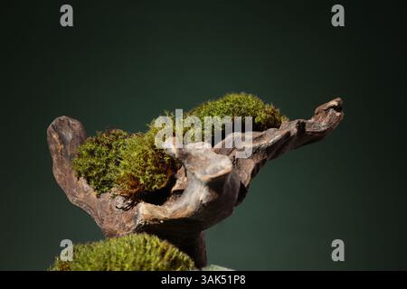 Northern natural composition with lichen, moss, branches and driftwood. High quality photo Stock Photo