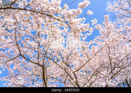 Cherry Avenue, ornamental cherry blossom in the Grugapark in Essen, Japanese May cherries, Prunus x yedoensis, a visitor highlight in spring, many peo Stock Photo