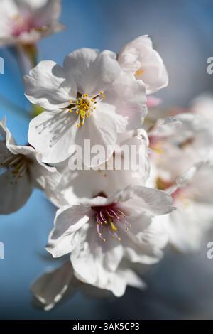 Cherry Blossoms on the banks of the Noh River, Chofu, Japan Stock Photo