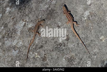 Two brown lizards basking in the sun on a weathered stone surface, captured from above in natural daylight. Stock Photo