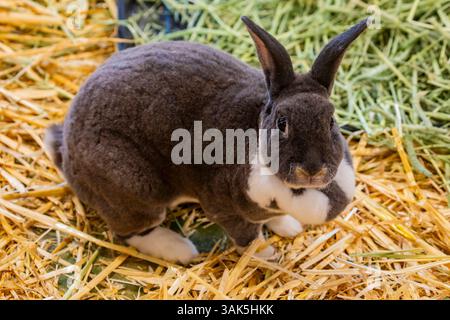 The domestic rabbit (Oryctolagus cuniculus domesticus) is the domesticated form of the European rabbit, a member of the lagomorph order. Stock Photo