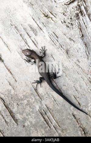 The viviparous or common lizard, Zootoca vivipara, on fallen birch trunk. Stock Photo