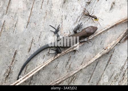 The viviparous or common lizard, Zootoca vivipara, and black garden ant, Lasius niger, on fallen birch trunk. Stock Photo