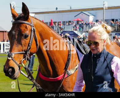 Newtown Races England In the ring at Newton Abbot races Stock Photo - Alamy
