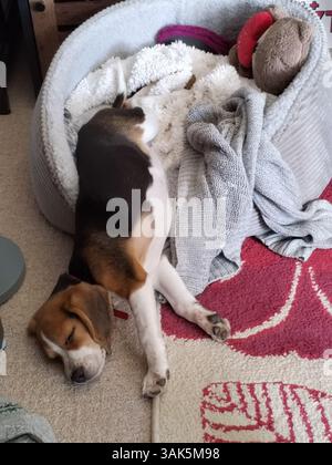 Cute beagle puppy sleeping in small basket on white background. Wicker ...