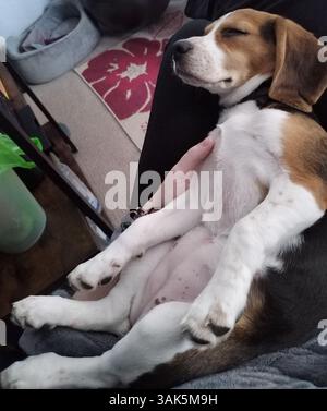 Dog Sleeping on it's Back on Owners Lap Stock Photo