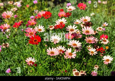 Multicolored flowers Argyranthemum or marguerite daisy in a flowerbed in the garden Stock Photo