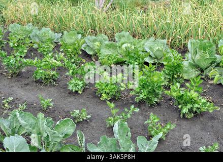 organically cultivated various vegetables  in the vegetable garden, summertime Stock Photo