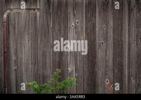 Close-up of a weathered barn wall with natural wood grain, nail holes, and rustic charm Stock Photo