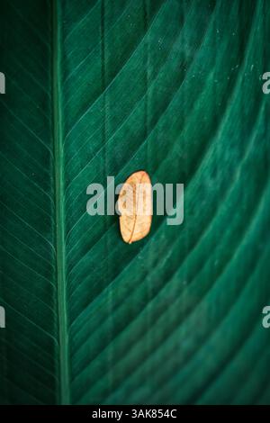 Tiny dry leaf falling on deep green leaf with vein textured Stock Photo